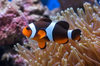 Amphiprion clarkii Poisson clown de Clark