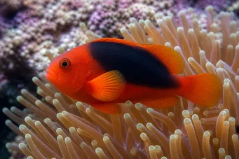 Amphiprion ephippium Poisson-clown à selle de cheval