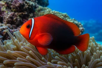 Amphiprion frenatus Clown rouge