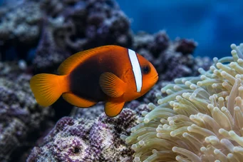 Amphiprion melanopus Amphiprion melanopus