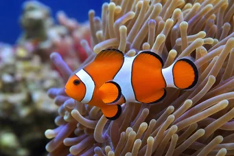 Amphiprion ocellaris Poisson-clown à trois bandes