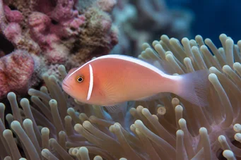 Amphiprion perideraion Poisson-clown à collier