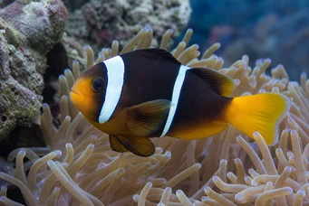 Amphiprion sebae Poisson-anémone à queue jaune