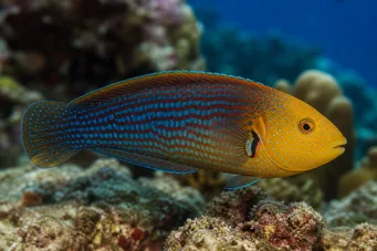 Anampses chrysocephalus Labre à queue rouge