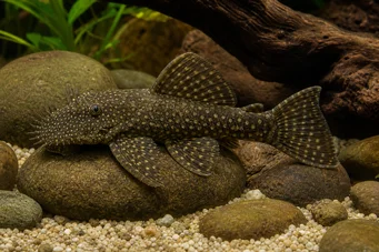Ancistrus brevifilis Ancistrus brevifilis