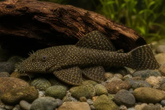 Ancistrus centrolepis Ancistrus centrolepis