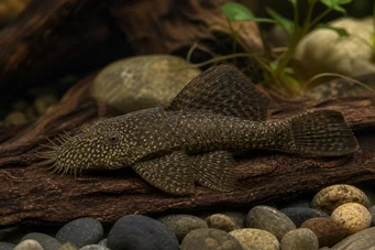 Ancistrus hyplogenys Ancistrus noir