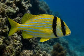 Anisotremus virginicus Poisson-porc