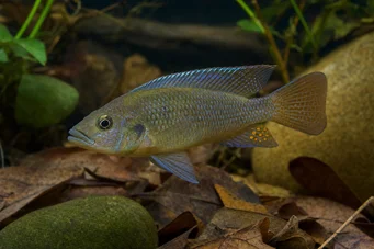 Anomalochromis thomasi Cichlidé papillon africain