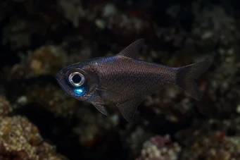 Anomalops katoptron Poisson anomalie