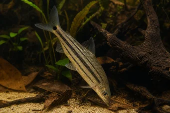 Anostomus anostomus Anostome rayé