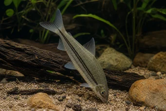 Anostomus plicatus Anostomus clair à trois points