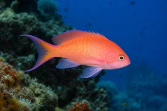 Anthias anthias Barbier