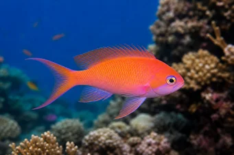 Anthias squamipinnis Barbier rouge