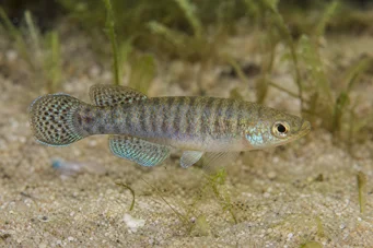 Aphanius dispar Aphanius dispar