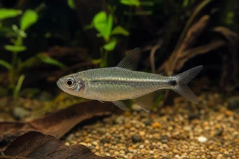 Aphyocharax dentatus Aphyocharax denté