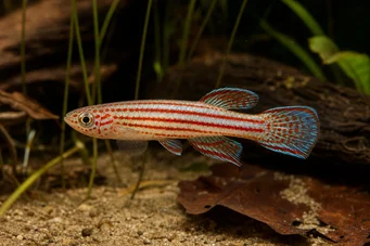Aphyosemion striatum Aphyo rayé