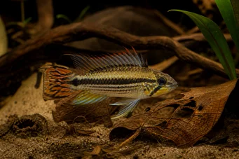 Apistogramma agassizii Cichlidé nain d Agassiz ou Agassizi