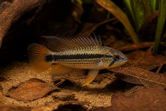 Apistogramma atahualpa Apistogramma atahualpa