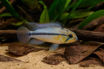 Apistogramma borellii Apistogramma borellii