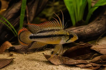 Apistogramma cacatuoides Apisto-cacatoes