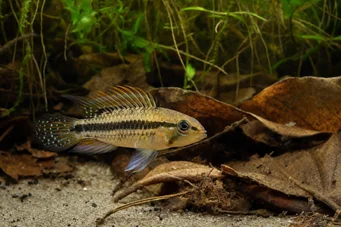 Apistogramma nijsseni Cichlidé nain de Nijssen