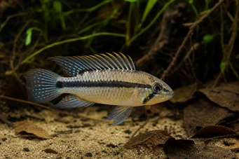 Apistogramma panduro Apistogramma panduro