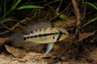 Apistogramma trifasciatum Cichlidé nain à trois raies