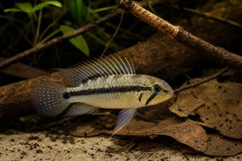 Apistogramma uaupesi Apistogramma uaupesi
