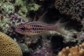 Apogon nematopterus Apogon pyjama