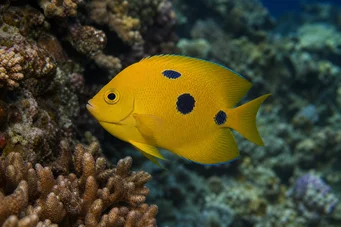 Apolemichthys trimaculatus Poisson-ange tritacheté