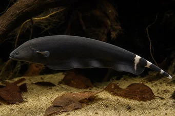 Apteronotus albifrons Poisson-couteau américain - Aussi appelé Black Pha