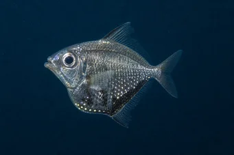 Argyropelecus olfersi Argyropelecus olfersi