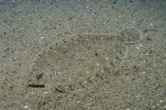 Arnoglossus laterna Fausse limande