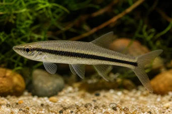 Asiphonichthys condei Tétra de verre à petites écailles
