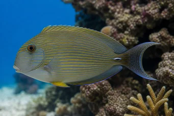 Aspisurus lineatus (Chirurgien rayé)