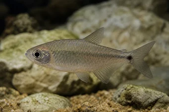 Astyanax fasciatus mexicanus Tétra aveugle