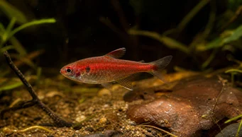 Axelrodia riesei Tétra semoule rouge