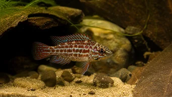 Badis assamensis Poisson caméléon