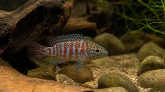 Badis badis Poisson caméléon