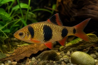 Barbus everetti Barbus clown