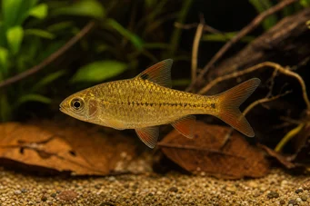 Barbus gelius Barbus tacheté