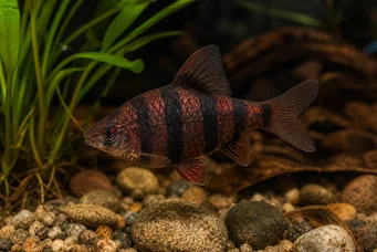 Barbus nigrofasciatus Barbus nigro