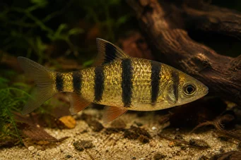 Barbus pentazona johorensis Barbus à cinq bandes