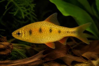 Barbus semifasciolatus Barbus laiton