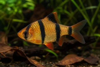 Barbus tetrazona Barbus de sumatra