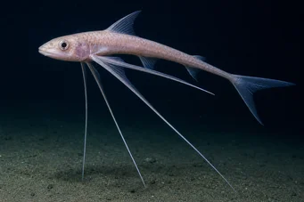 Bathyptérois bigelowis Poisson-trépied