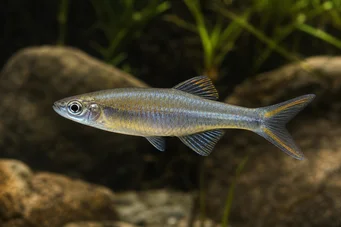 Bedotia geayi Arc-en-ciel de Madagascar