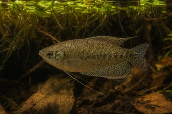 Belontia signata Macropode de Ceylan