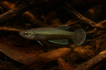 Betta bellica Combattant rayé